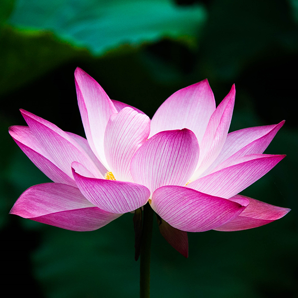 High Resolution Photo